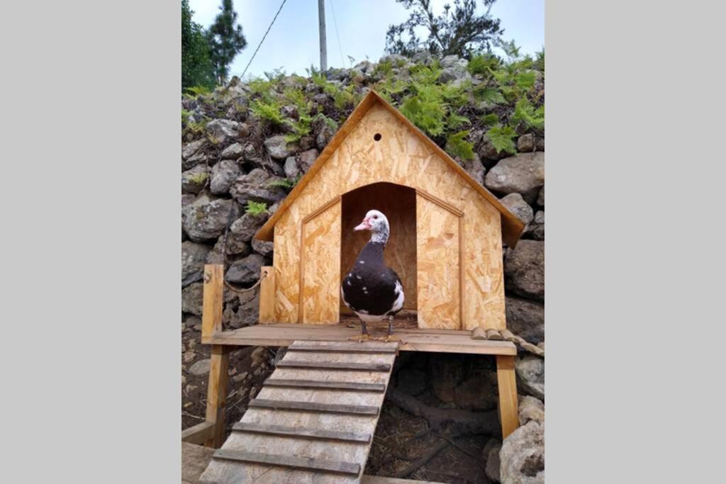 La Tagora Conect With The Nature & Relax Icod De Los Vinos Eksteriør bilde