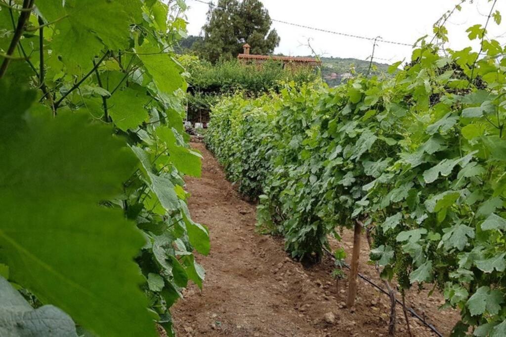 La Tagora Conect With The Nature & Relax Icod De Los Vinos Eksteriør bilde